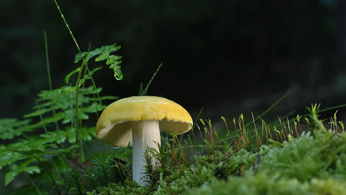 Płyty wielkoformatowe z kamienia – trwałość i styl w aranżac